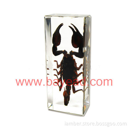 Supply Real Scorpion Amber lucite Paperweight for gift